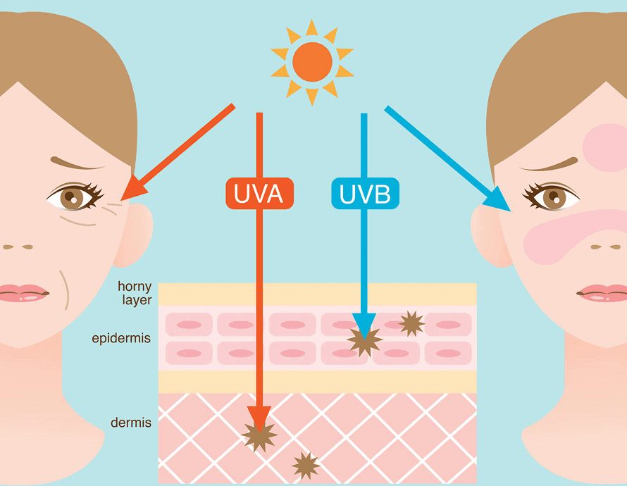 UV Radiation and the Skin